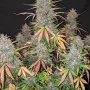 Насіння конопель C4 Auto від Fast Buds