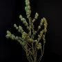 Семена конопли Original AUTO JACK HERER от Fast Buds