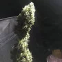 Сорт семян каннабиса Bubble Gum