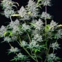 Cannabis seeds STRAWBERRY PIE Auto from Fast Buds