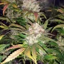 Семена конопли RHINO RYDER Auto от Fast Buds