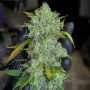 Насіння конопель STARDAWG Auto від Fast Buds
