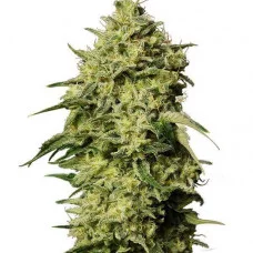 Auto Amnesia Feminised Gold Auto Amnesia Feminised Gold