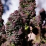 Насіння конопель PURPLE HAZE Auto™ від Fast Buds