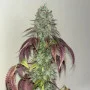 Насіння конопель PAPAYA SHERBET ™ від Fast Buds