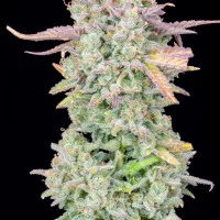 Original TRAINWRECK Auto