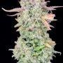 Семена конопли Original TRAINWRECK Auto от Fast Buds