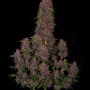 Cannabis seeds CRYSTAL METH Auto from Fast Buds