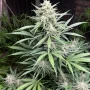 Семена конопли Original AUTO BIG BUD от Fast Buds