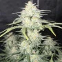 Насіння конопель FROSTBANGER Auto™ від Fast Buds