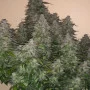 Семена конопли GORILLA PUNCH Auto от Fast Buds