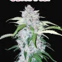 Семена конопли SIX SHOOTER Auto от Fast Buds