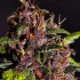 Cannabis seeds CRYSTAL METH Auto from Fast Buds