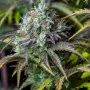 Cannabis seeds Original BIG BUD Auto from Fast Buds