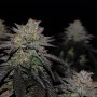 Насіння конопель GG4 Sherbet FF від Fast Buds