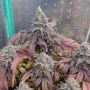 Насіння конопель PAPAYA SHERBET ™ від Fast Buds