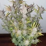 Cannabis seeds STRAWBERRY PIE Auto from Fast Buds