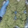 Семена конопли Original AUTO BUBBLEGUM от Fast Buds