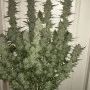 Насіння конопель GREEN CRACK Auto від Fast Buds