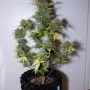 Семена конопли G14 Auto от Fast Buds
