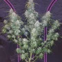 Насіння конопель PINEAPPLE EXPRESS Auto від Fast Buds