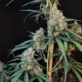 Насіння конопель Original AUTO CHEESE від Fast Buds