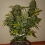 Семена конопли GRAPEFRUIT Auto от Fast Buds
