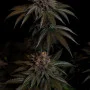 Семена конопли LEMON CHERRY RUNTZ ™ от Fast Buds