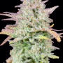 Семена конопли Original TRAINWRECK Auto от Fast Buds