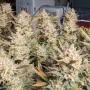 Cannabis seeds Wedding GLUE Auto from Fast Buds