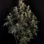 Насіння конопель Original AMNESIA HAZE Auto від Fast Buds