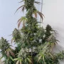 Cannabis seeds Wedding GLUE Auto from Fast Buds