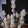 Сорт насіння канабісу Mimosa Cake Feminised Silver