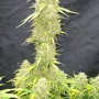 Семена конопли Original AUTO MOBY DICK от Fast Buds