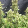 Семена конопли Original AUTO MOBY DICK от Fast Buds