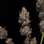 Cannabis seeds Original NORTHERN LIGHTS Auto from Fast Buds