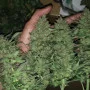 Cannabis seeds Original AUTO CRITICAL from Fast Buds