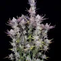 Cannabis seeds Wedding GLUE Auto from Fast Buds