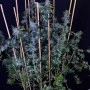 Насіння конопель LEMON MANDARIN ™ від Fast Buds