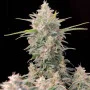 Насіння конопель Original AUTO SKUNK від Fast Buds