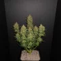 Семена конопли LEMON AK Auto от Fast Buds