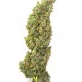 Сорт семян каннабиса Auto Daiquiri Lime Feminised Silver