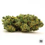 Cannabis seeds AUTO GRANDE CRACK from Bulk Seed Bank