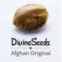 Сорт семян каннабиса Afghan Original