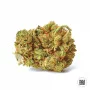 Насіння конопель AMNESIA HAZE від Bulk Seed Bank