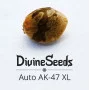 Сорт насіння канабісу Auto AK-47 XL