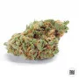Насіння конопель AUTO AMNESIA HAZE від Bulk Seed Bank