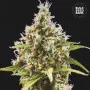 Насіння конопель AUTO AMNESIA HAZE від Bulk Seed Bank
