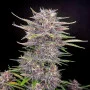 Cannabis seed variety Auto Banana Punch Feminised Silver