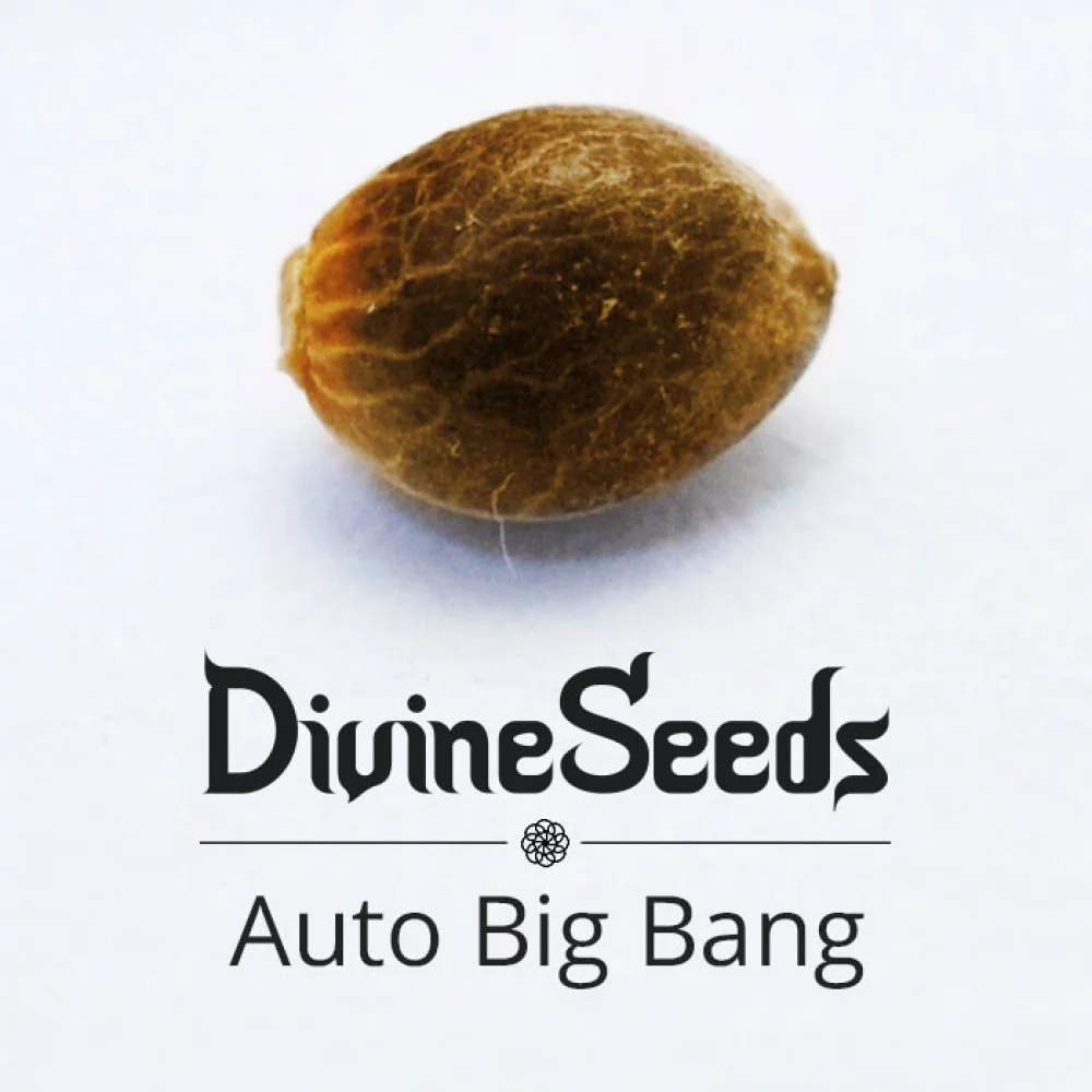 Сорт насіння канабісу Auto Big Bang Сорт насіння канабісу Auto Big Bang